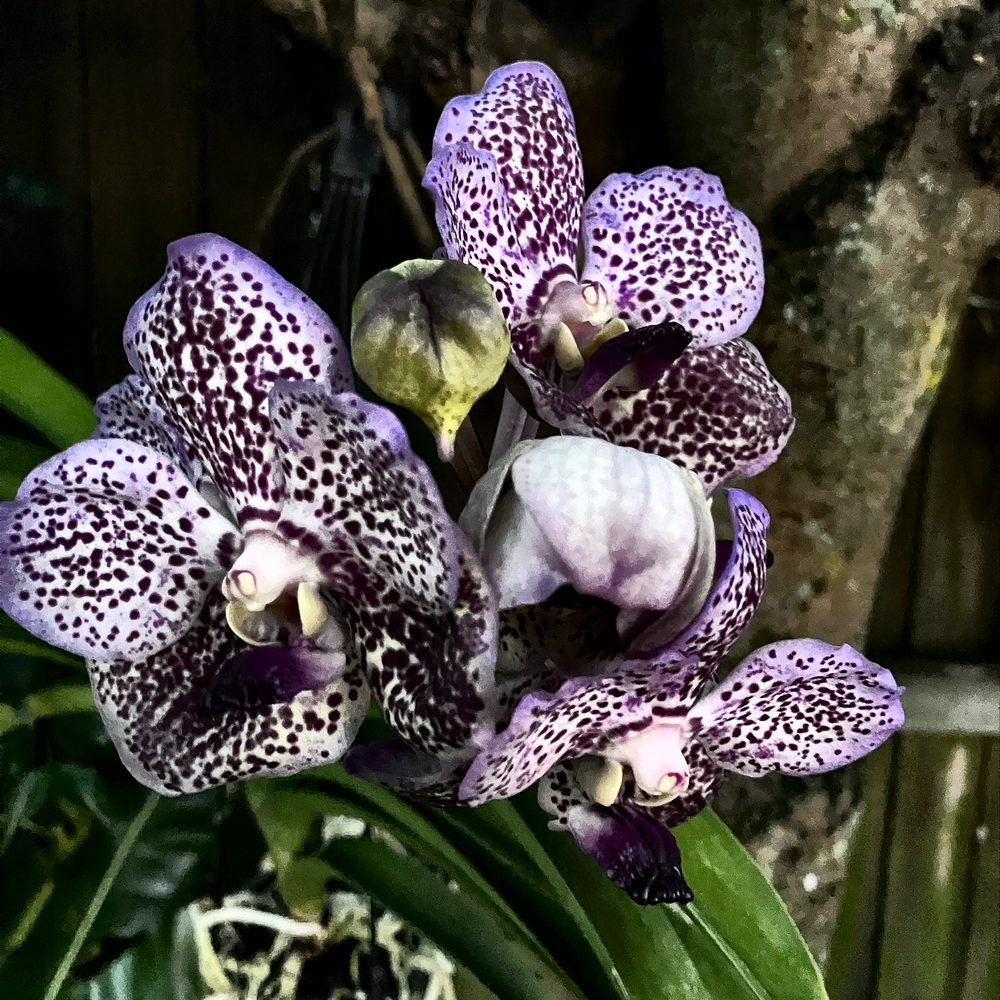 Spotted purple orchids grown by John